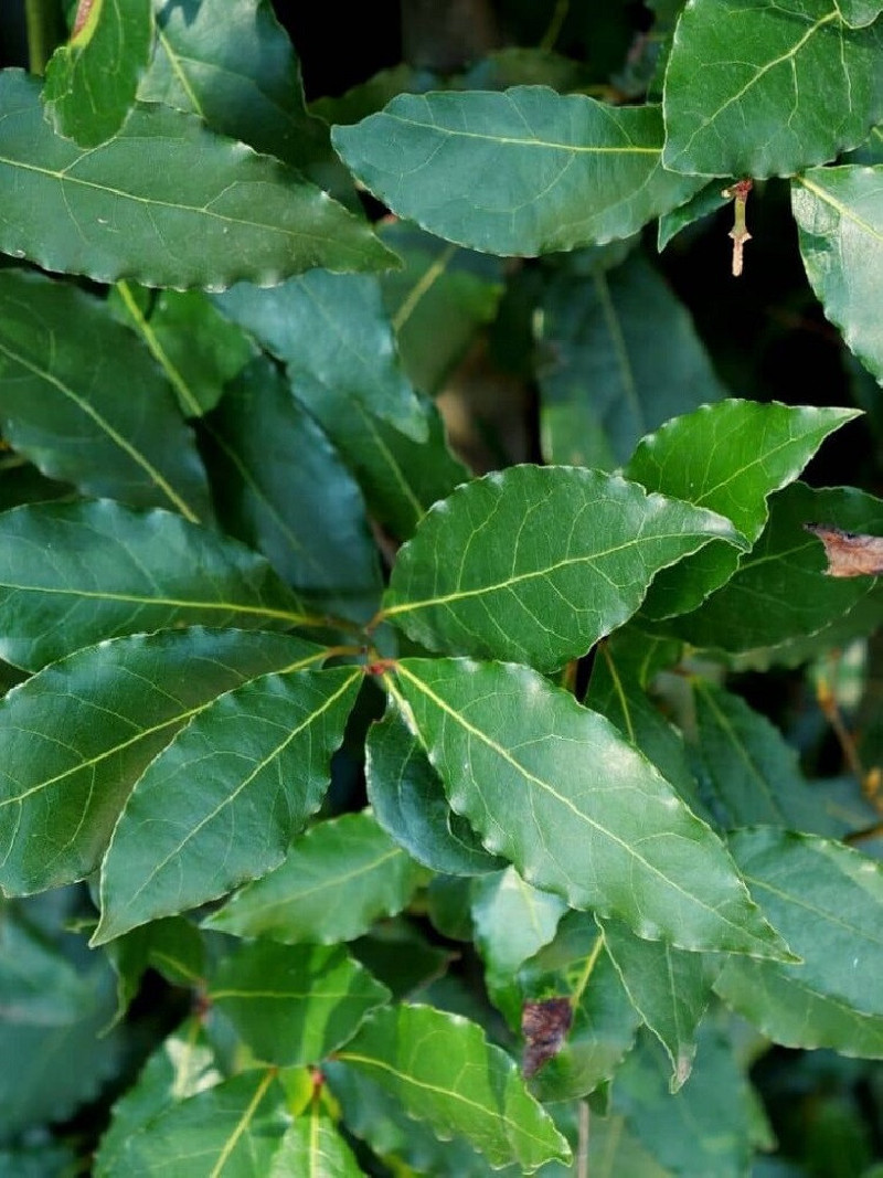 LAURUS nobilis