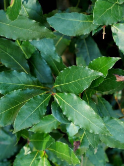 LAURUS NOBILIS
