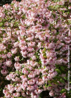 KOLKWITZIA amabilis Pink Cloud