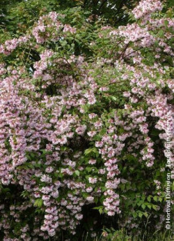 KOLKWITZIA amabilis Pink Cloud