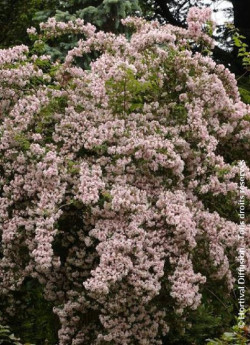 KOLKWITZIA amabilis Pink Cloud