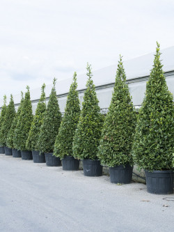 LAURUS NOBILIS En pot forme conique