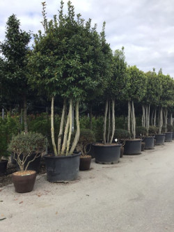 LAURUS NOBILIS En pot forme cépée remontée