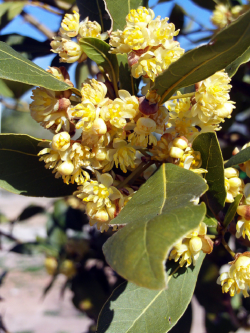 LAURUS nobilis