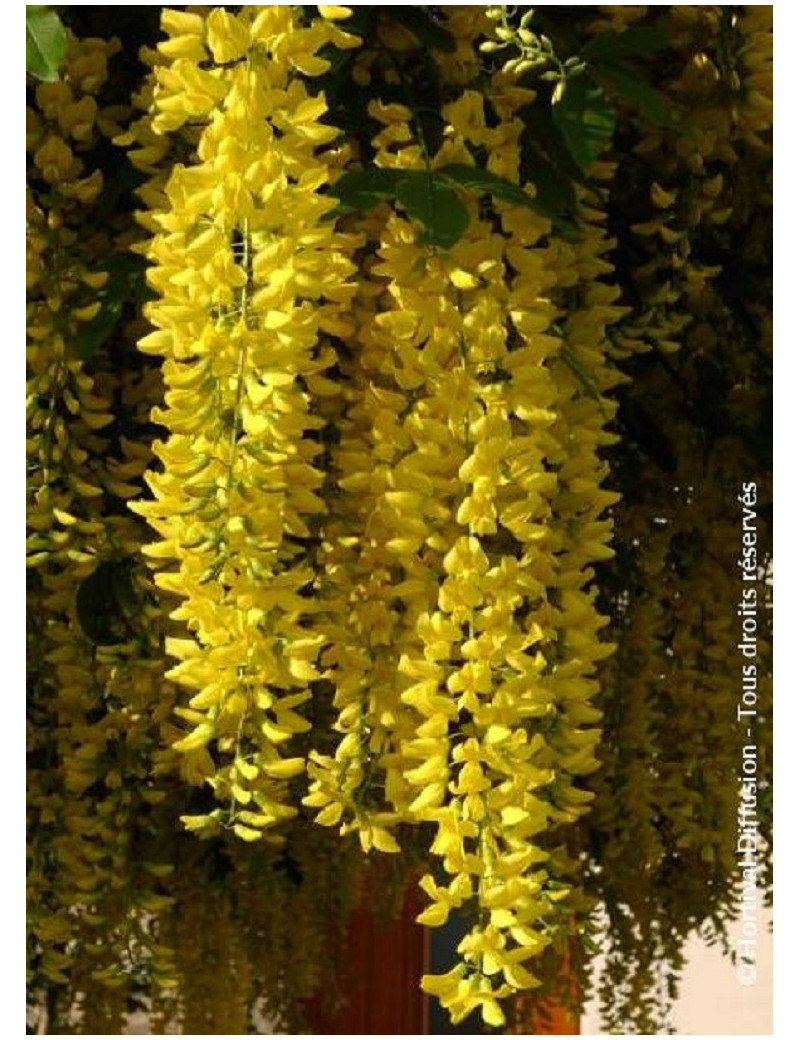 LABURNUM watereri VOSSII