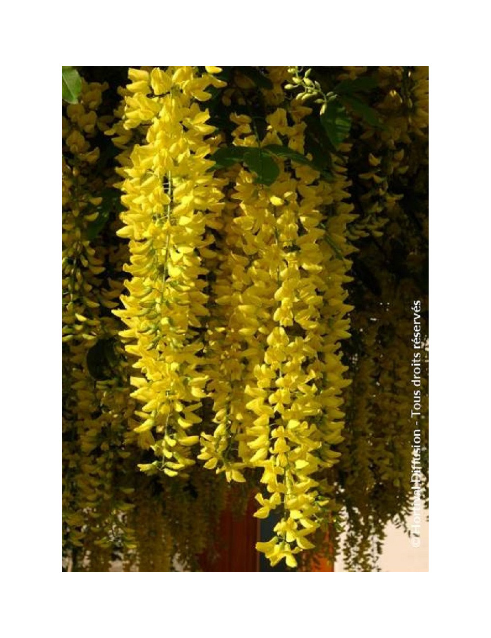 LABURNUM watereri VOSSII