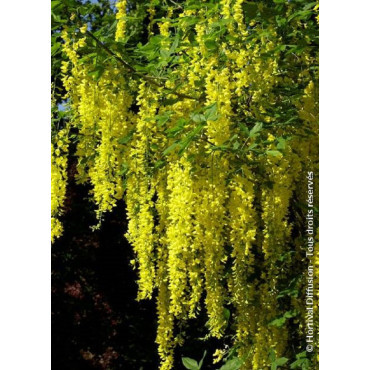 LABURNUM watereri VOSSII