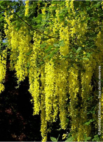 LABURNUM watereri VOSSII