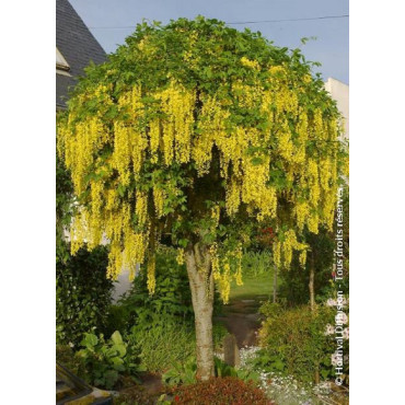 LABURNUM watereri VOSSII