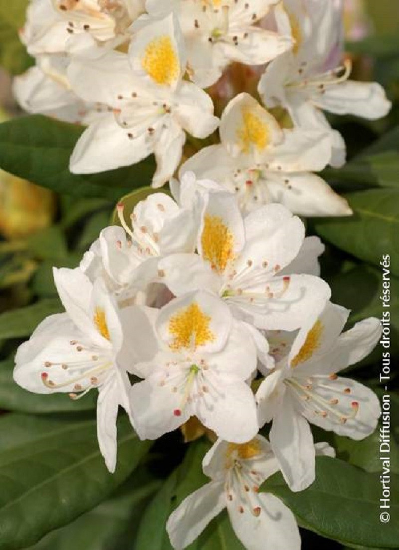 RHODODENDRON MADAME MASSON