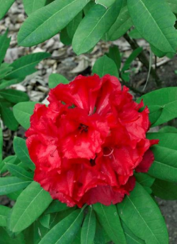 RHODODENDRON TORNADO