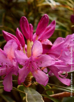 RHODODENDRON ponticum VARIEGATUM