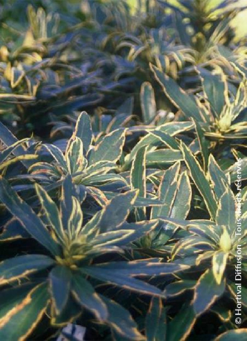 RHODODENDRON ponticum VARIEGATUM