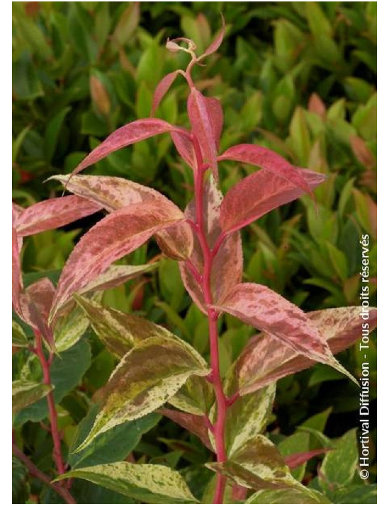 LEUCOTHOE fontanesiana RAINBOW