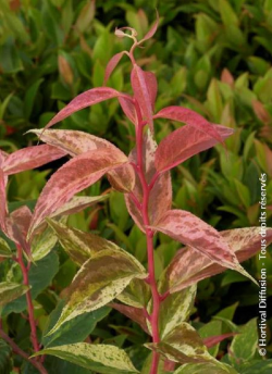 LEUCOTHOE fontanesiana RAINBOW
