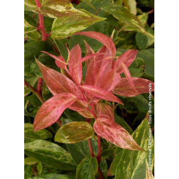 LEUCOTHOE fontanesiana RAINBOW