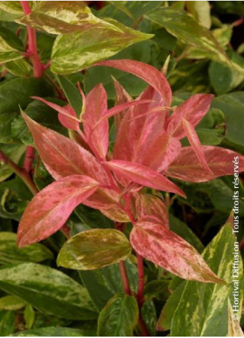 LEUCOTHOE fontanesiana RAINBOW