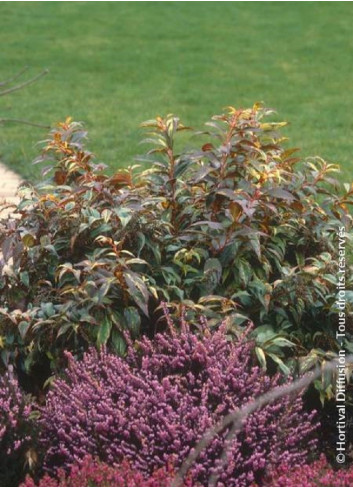 LEUCOTHOE fontanesiana RAINBOW