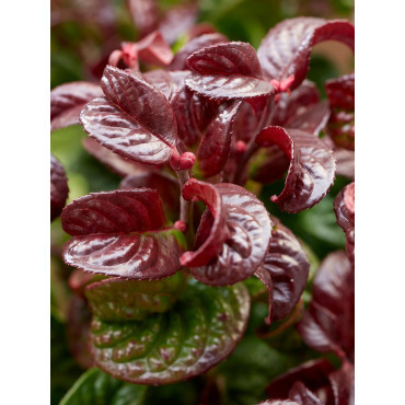 LEUCOTHOE axillaris CURLY RED