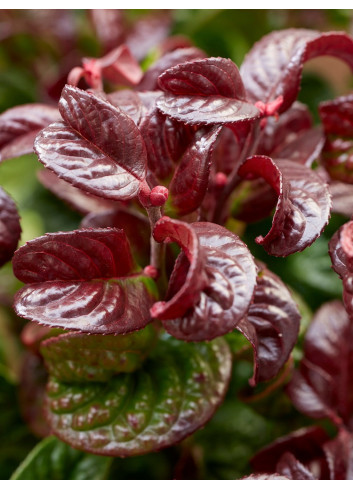 LEUCOTHOE axillaris CURLY RED