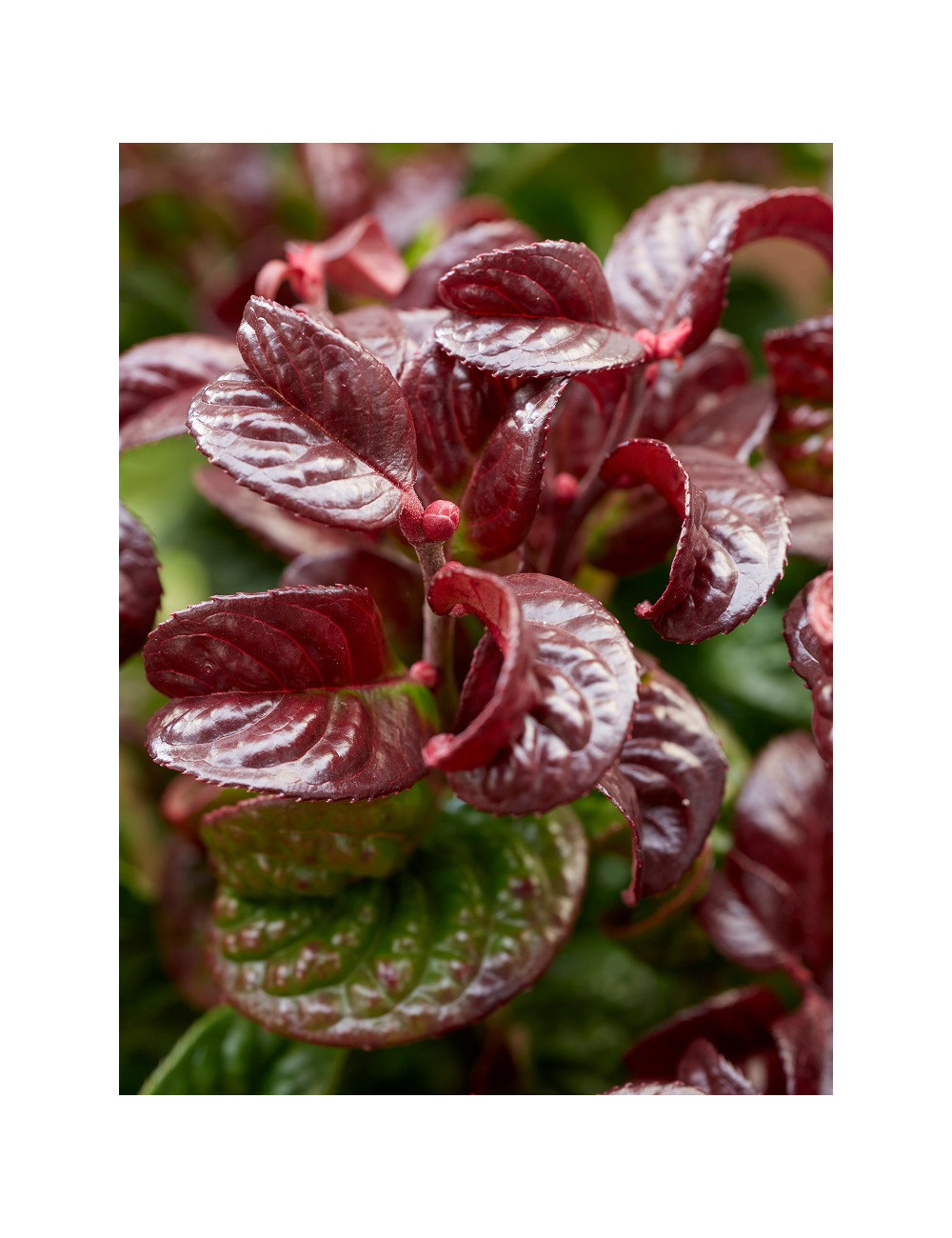 LEUCOTHOE axillaris CURLY RED