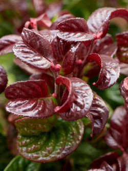 leucothoe-curly-red-leucothoe-axillaris-curly-red.jpg