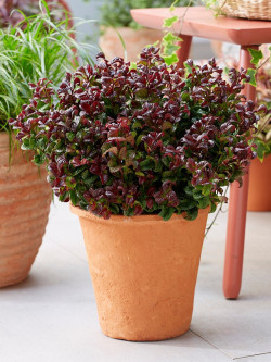 leucothoe-curly-red-leucothoe-axillaris-curly-red-1.jpg