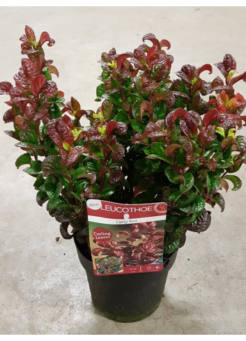 LEUCOTHOE axillaris CURLY RED