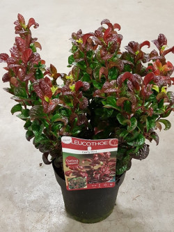 leucothoe-curly-red-leucothoe-axillaris-curly-red-2.jpg