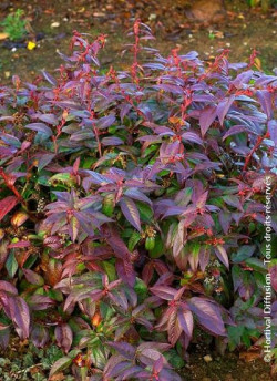 LEUCOTHOE scarletta ZEBLID