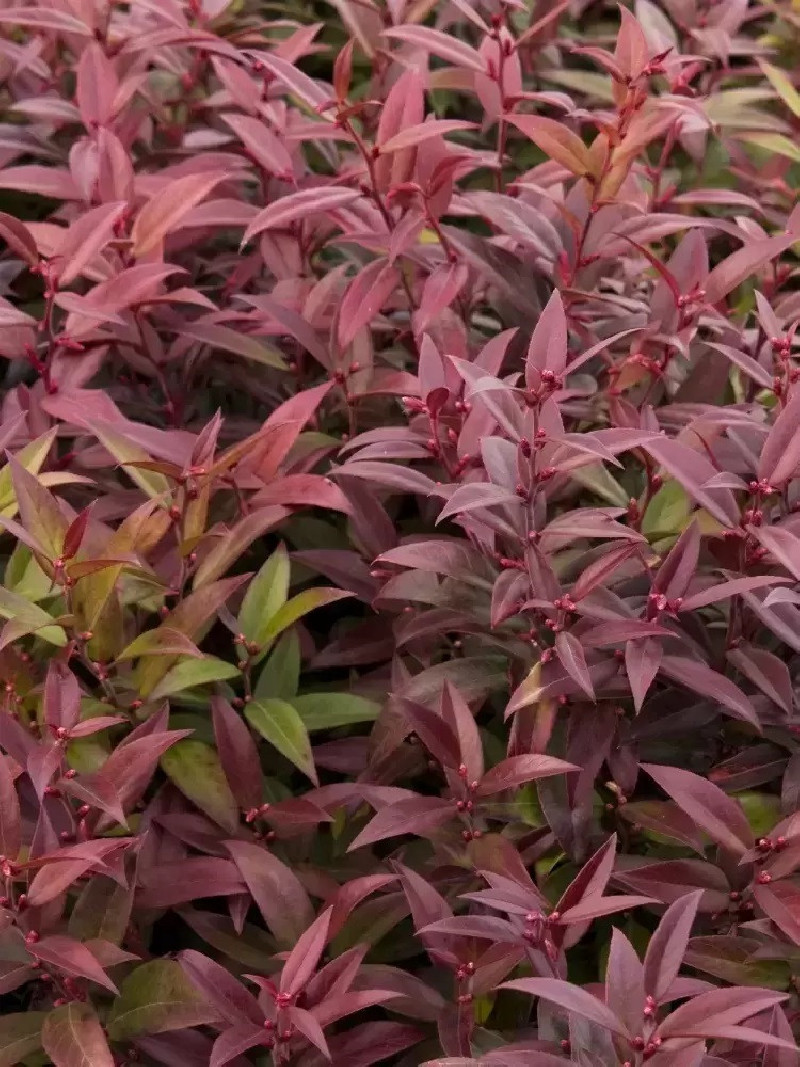 LEUCOTHOE scarletta ZEBLID