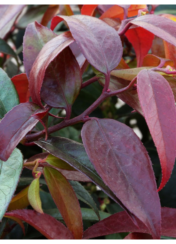 LEUCOTHOE walteri ROYAL RUBY