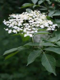 SAMBUCUS nigra