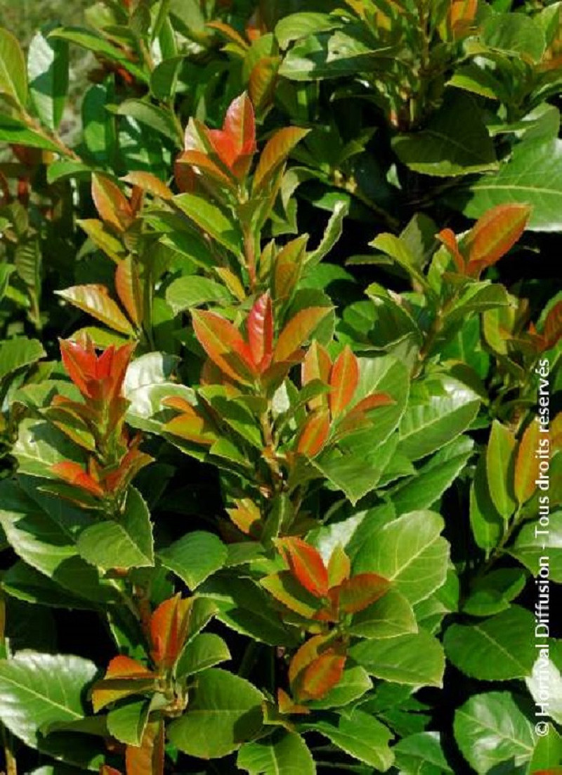 PRUNUS laurocerasus ETNA