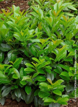 PRUNUS laurocerasus ETNA