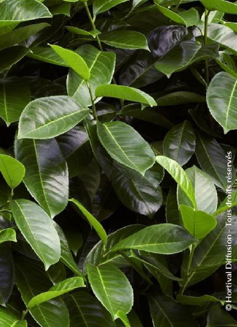PRUNUS laurocerasus ROTUNDIFOLIA