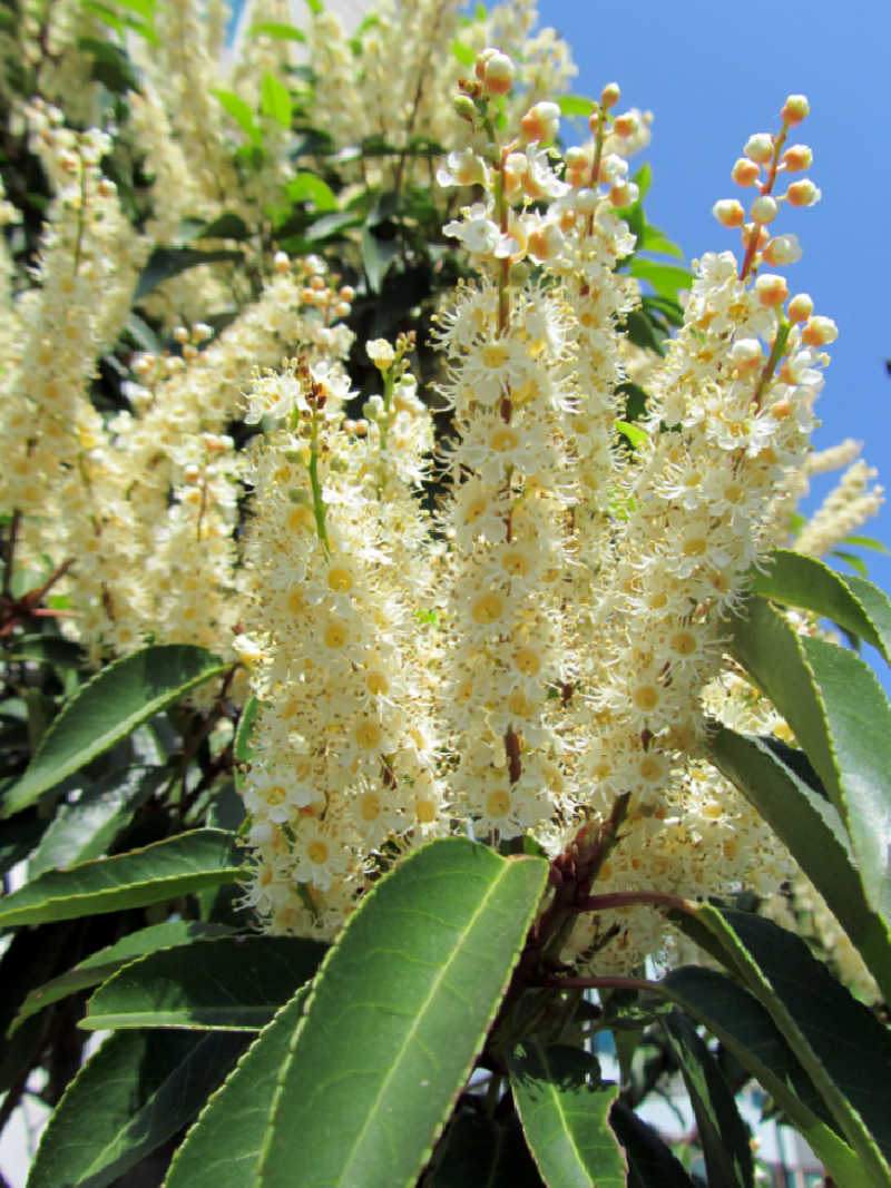 PRUNUS lusitanica