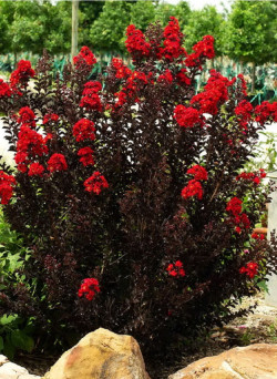 LAGERSTROEMIA BLACK SOLITAIRE BEST RED