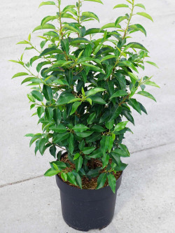 PRUNUS lusitanica ANGUSTIFOLIA