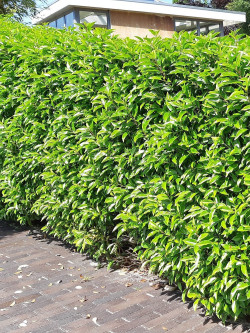 PRUNUS lusitanica ANGUSTIFOLIA