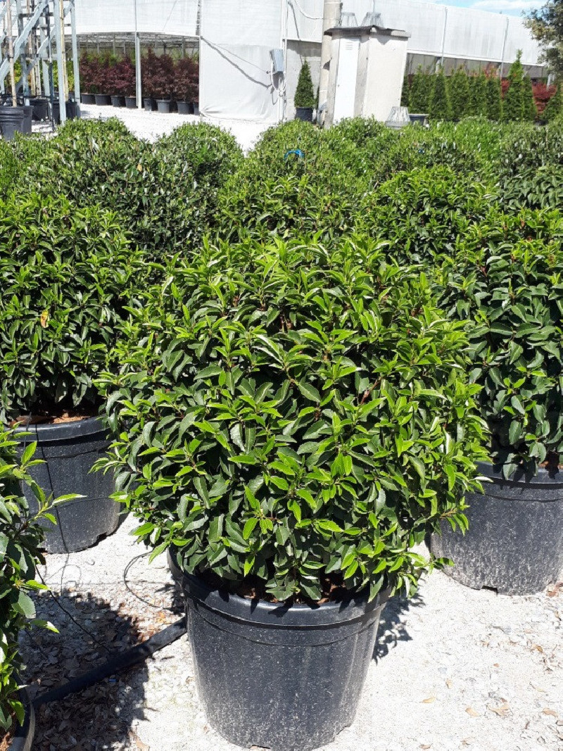 PRUNUS lusitanica En pot forme boule