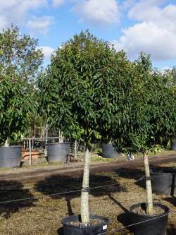 PRUNUS lusitanica En pot forme tige hauteur du tronc 090-110 cm