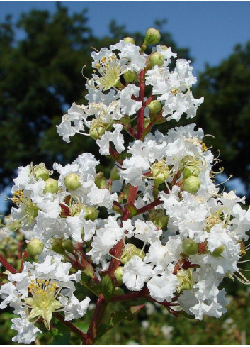 LAGERSTROEMIA BLANC