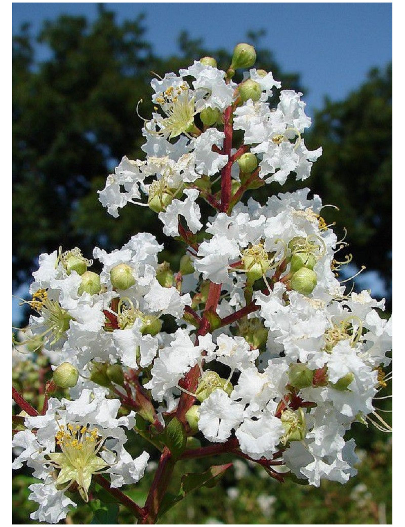 LAGERSTROEMIA BLANC