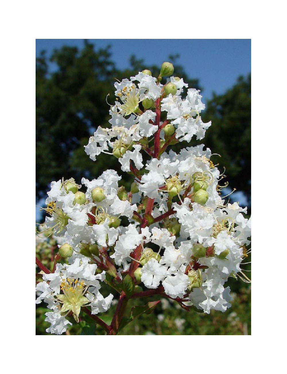 LAGERSTROEMIA BLANC