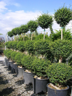 LIGUSTRUM delavayanum En pot forme 3 boules superposées