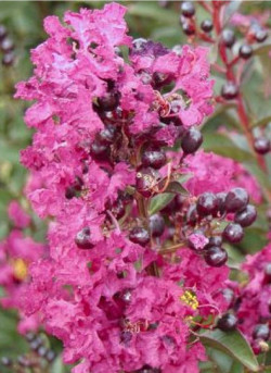 LAGERSTROEMIA ENDURING PINK