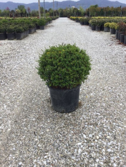 LIGUSTRUM delavayanum En pot forme boule
