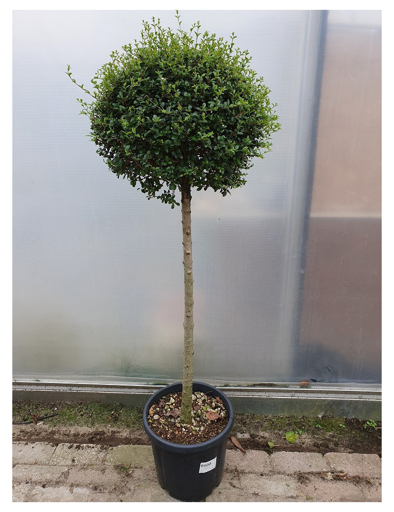 LIGUSTRUM delavayanum En pot forme tige hauteur du tronc 090-110 cm