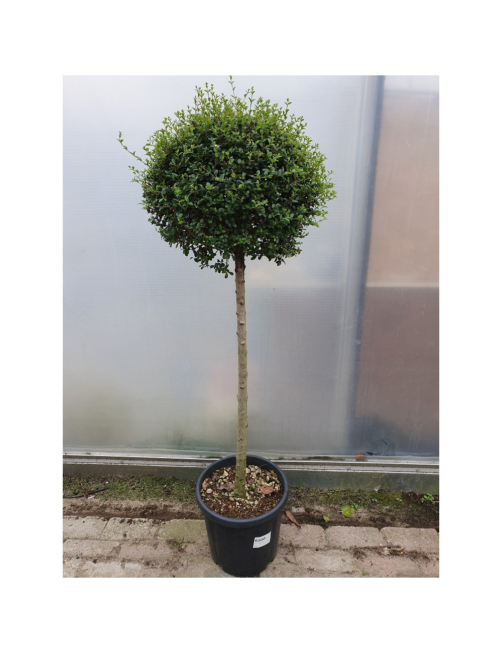 LIGUSTRUM delavayanum En pot forme tige hauteur du tronc 090-110 cm